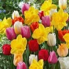 Colorful Tulip & Daffodil Bulbs Mix - Spring Flower Garden Ready - 10-24" Tall - Image 1
