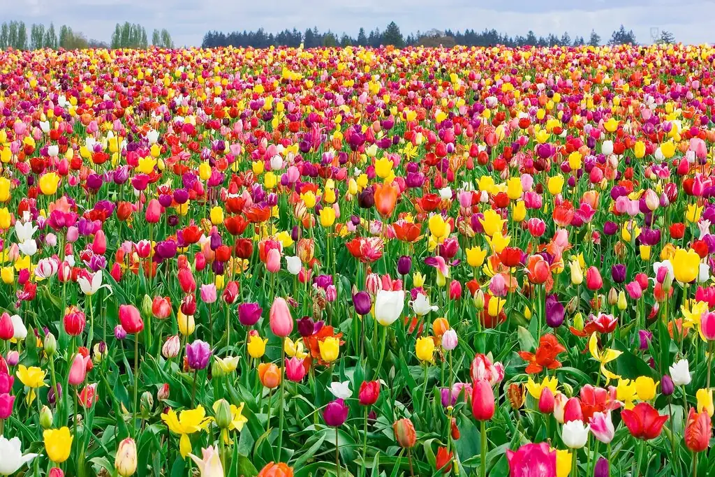 Colorful Tulip & Daffodil Bulbs Mix - Spring Flower Garden Ready - 10-24" Tall - Image 3