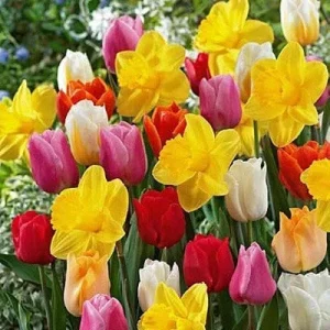 Colorful Tulip & Daffodil Bulbs Mix - Spring Flower Garden Ready - 10-24