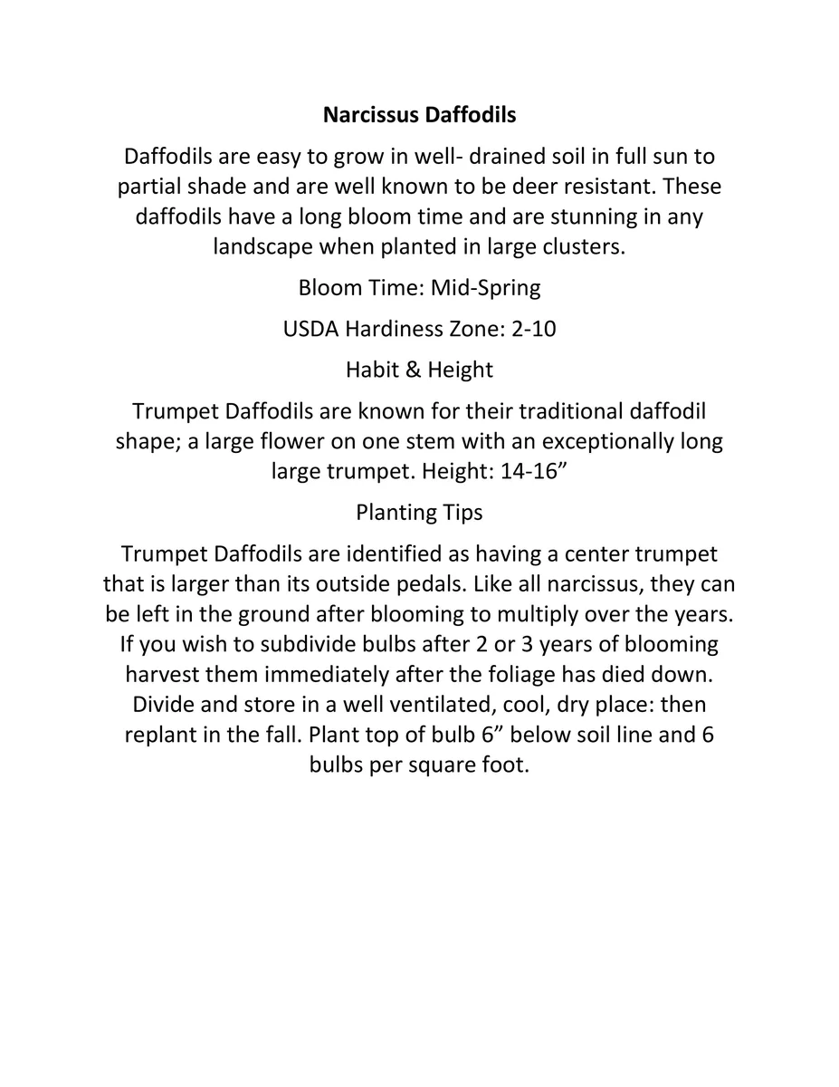 Colorful Tulip & Daffodil Bulbs Mix - Spring Flower Garden Ready - 10-24" Tall - Image 4