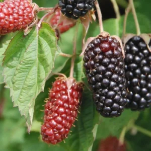 Columbia Star Blackberry Live Plant - Thornless Rubus Starter Plug - USDA Zones 5-8 - Image 5