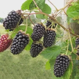 Columbia Star Blackberry Live Plant - Thornless Rubus Starter Plug - USDA Zones 5-8 - Image 6