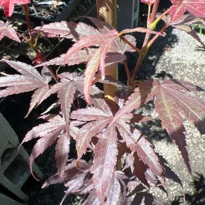 Columnar Red Japanese Maple Live Plant – 6
