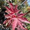 Columnar Red Japanese Maple Live Plant – 6" Pot – Outdoor Tree - Image 1