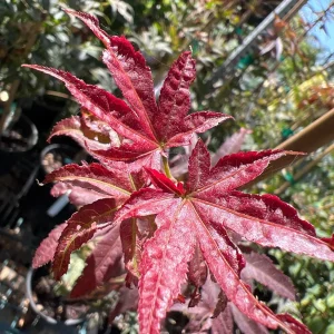 Columnar Red Japanese Maple Live Plant – 6