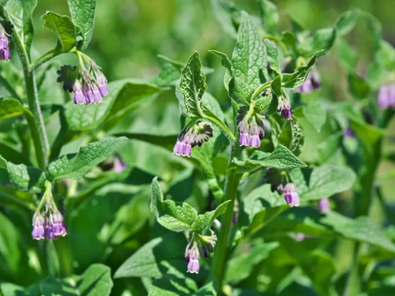 comfrey plant
