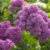 Common Lilac Live Plant - 6-12in Tall, 4in Pot - Fragrant Purple Flowering Shrub - Image 1