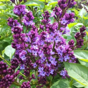 Common Lilac Live Plant - 6-12in Tall, 4in Pot - Fragrant Purple Flowering Shrub - Image 2