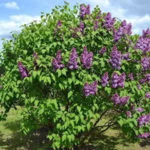 Common Lilac Live Plant - 6-12in Tall, 4in Pot - Fragrant Purple Flowering Shrub - Image 3