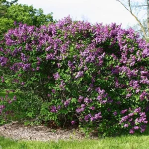 Common Lilac Live Plant - 6-12in Tall, 4in Pot - Fragrant Purple Flowering Shrub - Image 4
