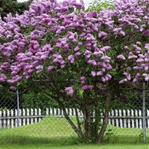 Common Lilac Live Plant - 6-12in Tall, 4in Pot - Fragrant Purple Flowering Shrub - Image 5