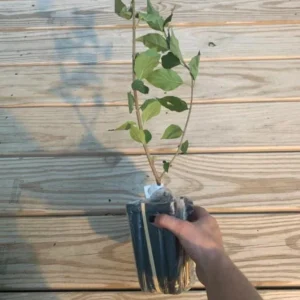 Common Lilac Live Plant - 6-12in Tall, 4in Pot - Fragrant Purple Flowering Shrub - Image 6