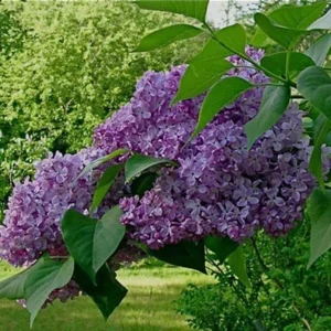 Common Lilac Purple Tree – 3 Bare-root Live Plants – 6-12 inches Tall – Outdoor Shrub - Image 2