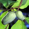Common Paw Paw Live Plant – Asimina Triloba – 2 Plants, 4 inch Container, 6-12 inch Tall - Image 1