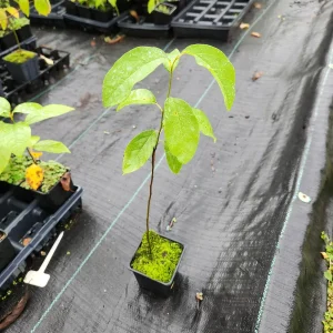 Common Paw Paw Live Plant – Asimina Triloba – 2 Plants, 4 inch Container, 6-12 inch Tall - Image 2