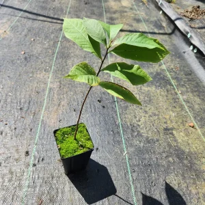 Common Paw Paw Live Plant – Asimina Triloba – 2 Plants, 4 inch Container, 6-12 inch Tall - Image 3
