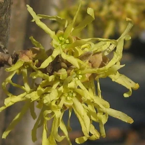 Common Witchhazel Bare Root Plant – Hamamelis Virginiana – 2 Pack Outdoor Shrub - Image 4