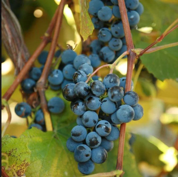 Concord Grape Vine - 1 Bare Root Live Plant - Classic Blue Table Grapes - Outdoor - Image 1