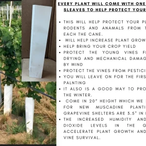 Concord Grape Vine – 2 Bare Root Live Plants – Classic Blue Table Grapes – Outdoor - Image 3