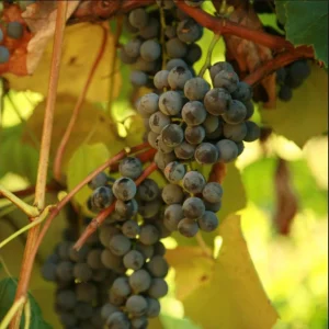 Concord Seedless Grape Vines - Bare Root Plant - Sweet Blue Table Grapes - 2 Pack - Image 1