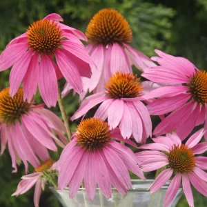 Coneflower 'Kim's Knee High' Echinacea purpurea Bare Root Plant - Magenta Blooms - Image 1