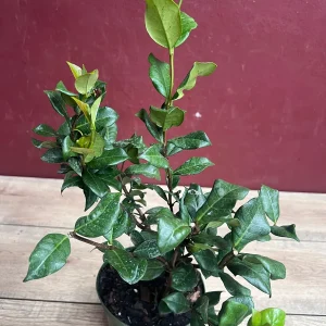 Confederate Jasmine Live Plant – Star Jasmine Vine – 6 inch Pot – Outdoor - Image 4