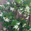 Confederate Star Jasmine Live Plant - Fragrant Vine, 12" Tall in 4" Pot, Outdoor - Image 1