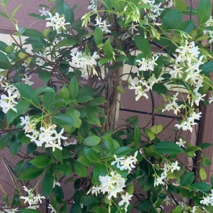 Confederate Star Jasmine Live Plant, Fragrant Vine, 12