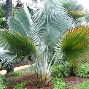 Copernicia Fallensis Giant Yarey Palm Live Plant - 3 Gallon Pot - Outdoor Palm - Image 3