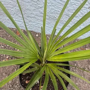 Copernicia Fallensis Giant Yarey Palm Live Plant - 3 Gallon Pot - Outdoor Palm - Image 4