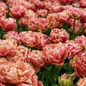 Copper Image Double Late Tulip - 5 Bulbs - 12/+ cm Bulbs - Image 2