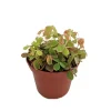 Coppertones Shamrock Live Plant – Oxalis – Indoor/Outdoor – 2.5" Pot - Image 1