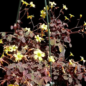 Coppertones Shamrock Live Plant – Oxalis – Indoor/Outdoor – 2.5
