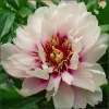 Cora Louise Itoh Peony Bareroot - 3-5 Eye Live Plant - White & Magenta Flowers - Image 1