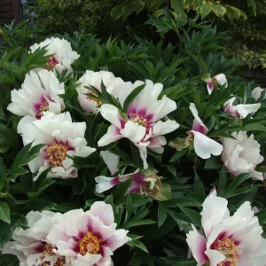 Cora Louise Itoh Peony Bareroot - 3-5 Eye Live Plant - White & Magenta Flowers - Image 2