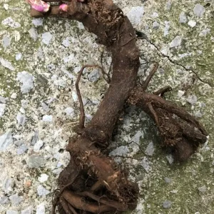 Cora Louise Itoh Peony Bareroot - 3-5 Eye Live Plant - White & Magenta Flowers - Image 3