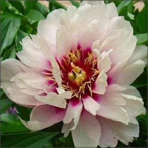 Cora Louise Itoh Peony Bareroot - 3-5 Eye Live Plant - White & Magenta Flowers - Image 1