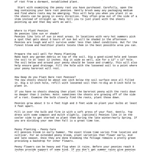 Cora Louise Itoh Peony Bareroot - 3-5 Eye Live Plant - White & Magenta Flowers - Image 4