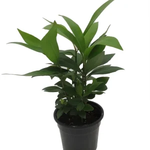 Coral Berry Live Plant - Ardisia humilis Houseplant - 4 inch Pot - Image 3