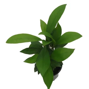 Coral Berry Live Plant - Ardisia humilis Houseplant - 4 inch Pot - Image 4
