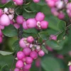 Coral Berry Live Plant - Showy Pink Fruit Shrub - 4 inch Pot - Outdoor - Image 1
