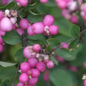 Coral Berry Live Plant - Showy Pink Fruit Shrub - 4 inch Pot - Outdoor - Image 1