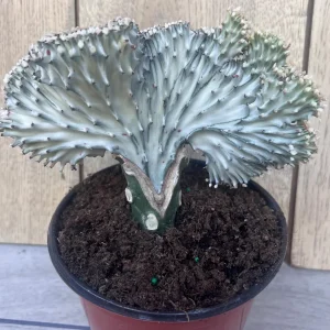 Coral Cactus Euphorbia lactea Cristata Live Succulent Plant 6 inch Pot Green White Pink - Image 10