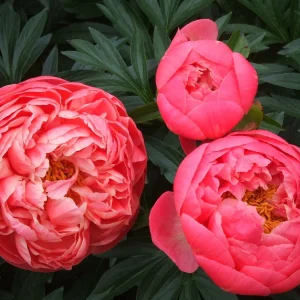 Coral Charm Peony Bare Root Paeonia lactiflora - Early Blooming Coral Peach - Image 1