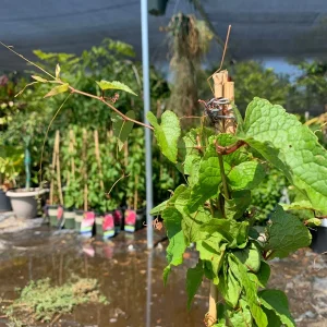 Coral Vine Live Plant - Antigonon Leptopus - 6