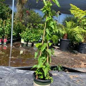 Coral Vine Live Plant - Antigonon Leptopus - 6