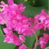 Coral Vine Live Plant - Antigonon Leptopus - 6" Pot, 2-3ft Tall - Pink Flowers - Image 1