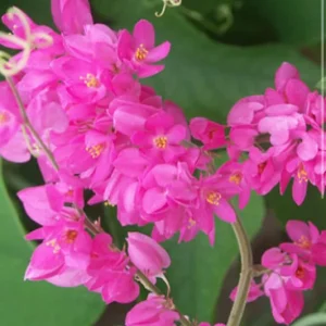 Coral Vine Live Plant - Antigonon Leptopus - 6