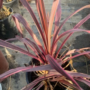 Cordyline Electric Pink Live Plant - 1 ft Tall, Ship in 1 Gallon Pot - Image 1