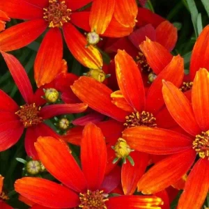 Coreopsis Lanceolata Live Plant – Laceleaf Tickseed – Full Sun Perennial - Image 2